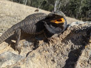 Eastern Bearded Dragon