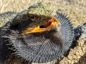 Eastern Bearded Dragon