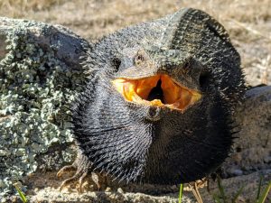 Eastern Bearded Dragon