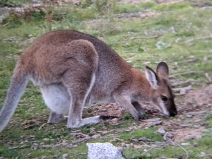 Wallaby Mom and Joey