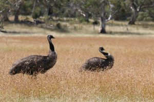 Emus