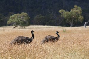 Emus of Jindabyne