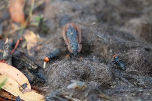 Necrophilous Beetles