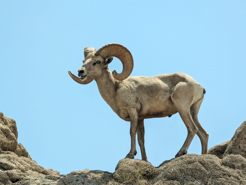 Peninsular Bighorn Sheep Ram