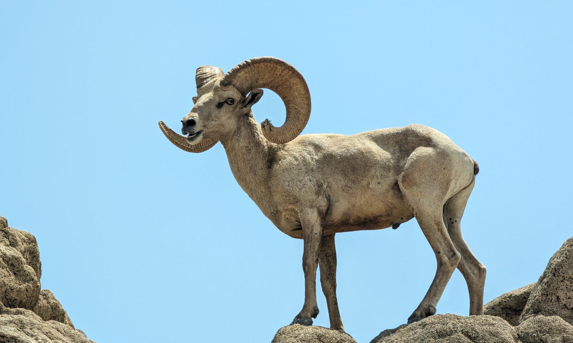 Peninsular Bighorn Sheep Ram