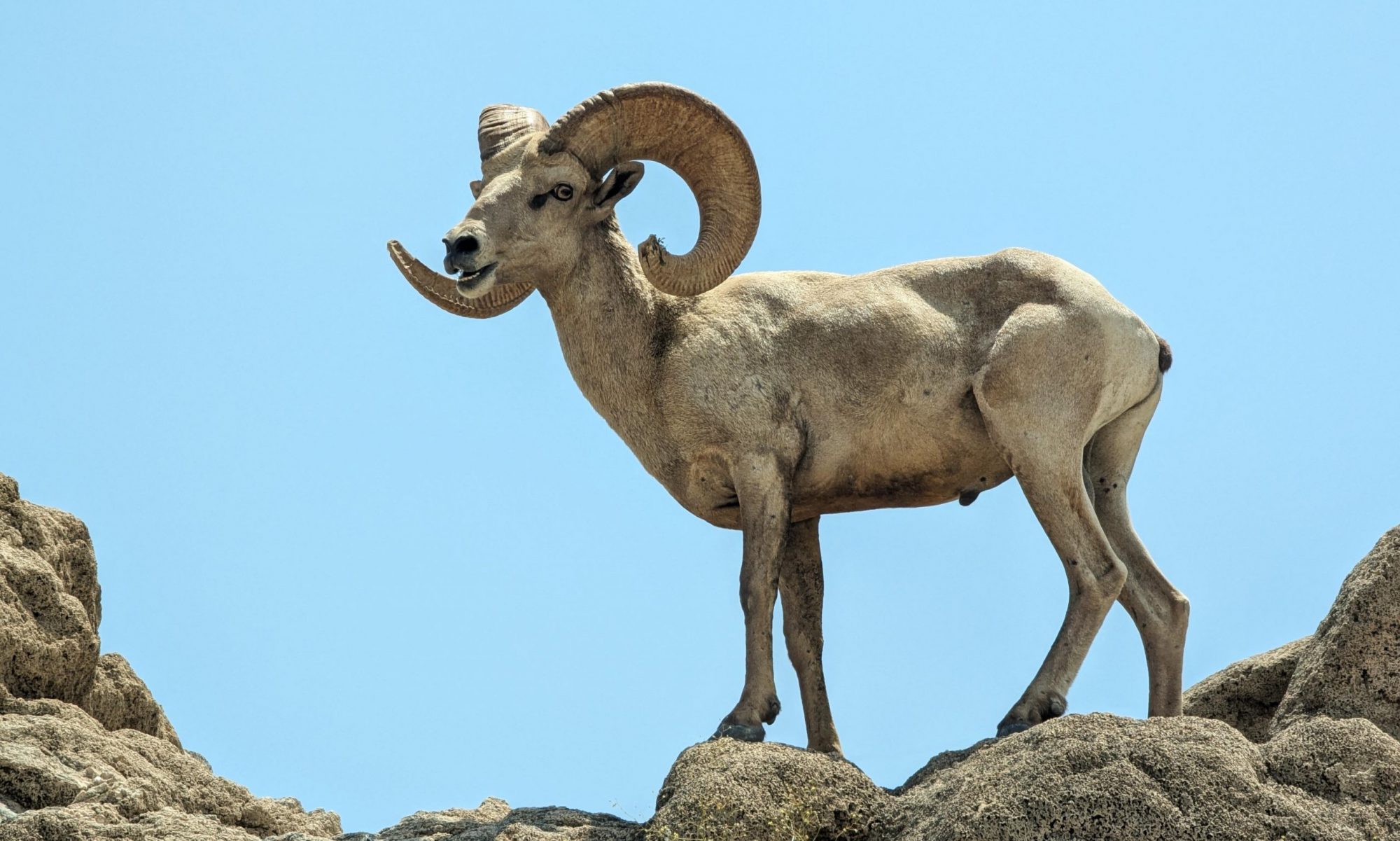 Peninsular Bighorn Sheep Ram